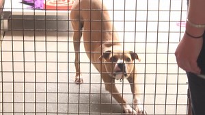 RSPCA reduce adoption fees in search of forever homes - NBN News