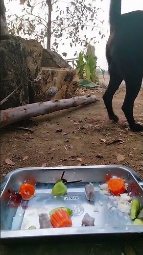 This Dog Can’t Stop Drinking Milk 🐶🥛