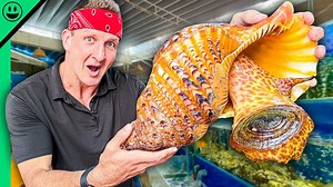 Live shellfish pulled from tanks and cooked in minutes in a $1000 Vietnam seafood feast