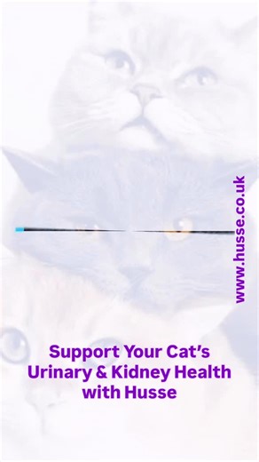 🐱✨ Support Your Cat’s Urinary & Kidney Health with Husse ✨🐱 Is your feline friend showing signs of a sensitive urinary system? We’ve got you covered with Husse Exclusive Urinary and Husse Pillow Treats Urinary — specially formulated to support urinary tract wellness and promote kidney health. 💡 Why these are great choices • Husse Exclusive Urinary is a complete cat nutrition formula with low magnesium and cranberries, designed to lower urinary pH and encourage healthy water intake — supportin