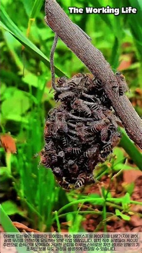 나뭇가지에 꿀벌 군집을 모으는 방법 #worker #process #bees #beekeeping #nature