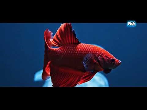 Ultra Realistic 8K Fancy Goldfish Swimming Through a Stunning Coral Reef Ocean | Relaxing Underwater