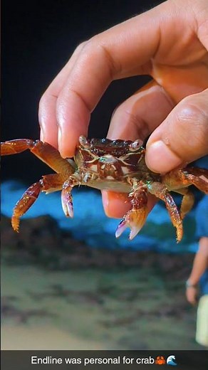 Angry Crab Reaction on Beach 🦀🌊 | Funny Moment #crab #chimbori