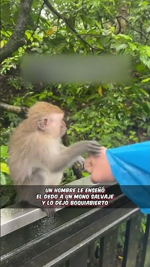 Hombre le da el dedo a un mono y se vuelve viral