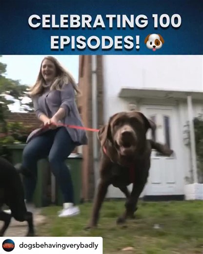 Graeme Hall ‘The Dogfather’ on Instagram: "On your marks … Get set … Go 🏁 Marking the 100th episode on Tuesday evening of #DogsBehavingVeryBadly 🎉we are sharing a few of your most favourite clips. Tune in at 8pm on Tuesday for 🆕 @dogsbehavingverybadly on @channel5_tv #dogs #labrador #doglover #dogreels"