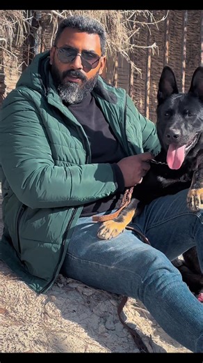 Murciélago: The Ultimate Working Line German Shepherd