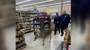 Oh deer! Deer visits Food Lion store in Raleigh