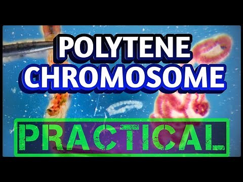 Polytene Chromosomes from Salivary glands | Dissection of Chironomus larvae