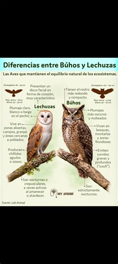 Búhos o lechuzas #LaCasaDelColibri #BerriozabalChiapas #CanalDeYouTubeJoseFranciscoLeyvaVasquez