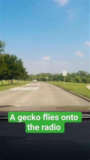When a #GEICO tries to sell you car insurance while driving #gecko #scream