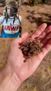 4K views · 34 reactions | Balling the Queen Bee when a Queen bee is being BALLED she’s in trouble! #bees #beekeeping #queenbee #wildlife #DidYouKnow #nature | DatBeasguy Gaming | Facebook