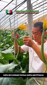 129 reactions · 12 shares | Unconventional Ways to Grow Luffa Gourds. Watch This! #farming #loofah #luffagourd #manaypeps | Efigenia Lustre | Facebook
