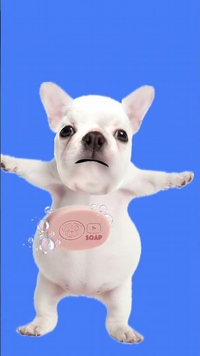 I am pibble wash my belly #funny #subscribe #memes #dog #pibble