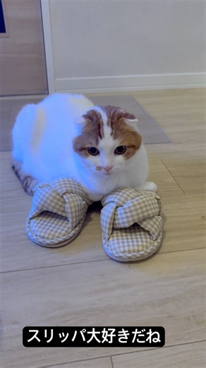 ベットを買ってあげても入らないのに🐱専用のスリッパを買ってあげようか迷う今日この頃…#cat#shorts