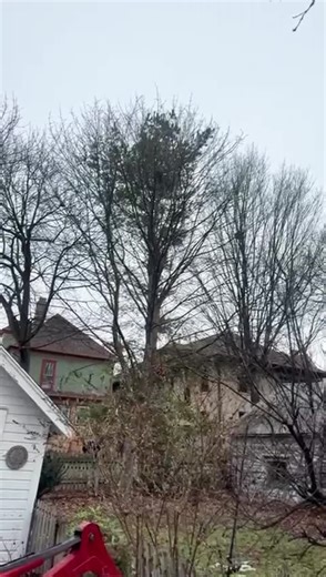 This tree stood too close to the home to ignore any longer. With property and safety on the line, KD Tree Service approached the removal with careful planning and expert control. Every section was removed methodically to avoid damage. When the margin for error is zero, professionalism matters. #KDTreeService #TreeRemovalExperts #SafeTreeRemoval #ResidentialTreeCare #TreeServiceProfessionals #PropertyProtection #TreeCareDoneRight
