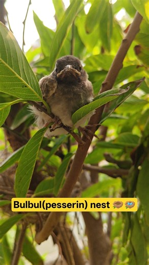 we found cute bird's 🕊️ nest 🪹🪺#savebirds #natue #wildlife