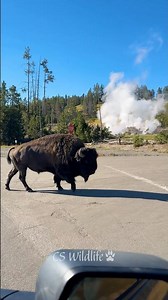 Sound of a Bison Crossing the Road -Yellowstone National Park 🦬#bison #animals #wildlife #shorts