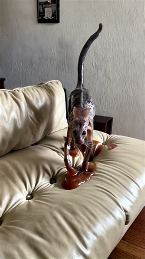 Adorable Sticky Cat Compilation
