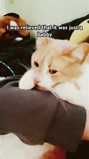 He chonk #fyp #idk #kitty