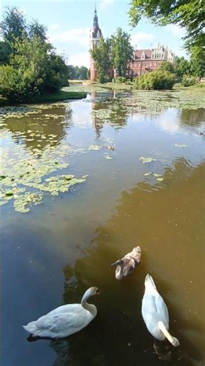 🦢 Schwanfamilie am Schlossteich Bad Muskau | Fürst-Pückler-Park 🌿 #soschönistsachsen
