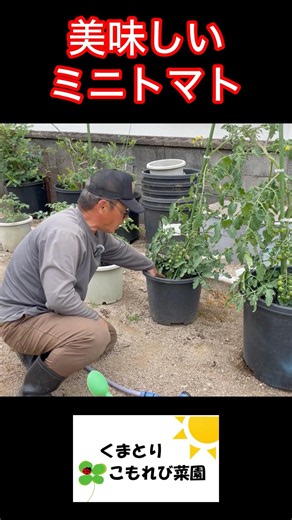 The Key to Delicious Cherry Tomatoes Is How You Water Them #FarmingLife #HomeGardening