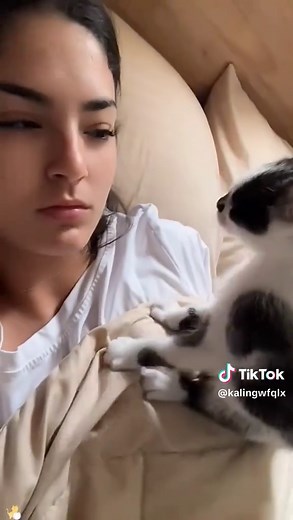 Funny Cat Videos