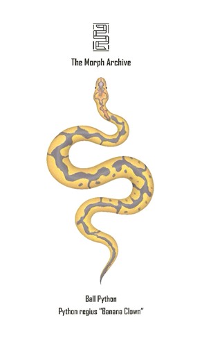 Illustration of the Banana Clown Ball Python by The Morph Archive / Mingo Art