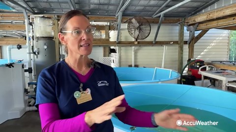 Green turtles make a monumental comeback