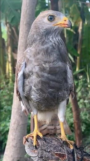 Hawk Sound Screaming😱🦅#shorts #hawk #birds #animals #eagle #birdsounds #wildlife