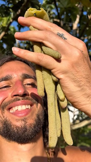 Stop Buying Candy… This Tropical Gummy Worm Grows on Trees 🍃