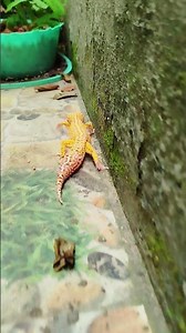 #leopardgeckobreeding #gecko #lizard