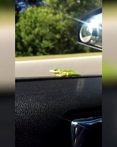 2.3M views · 30 reactions | "Don't do it Mr. Frog.... there's a school bus coming!" We don't know what's more dramatic, the frog on the window, or the driver's commentary.  | stargazette.com / Star-Gazette | Facebook