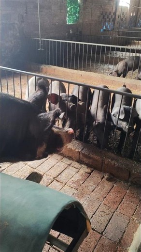 Young Piglet sex education