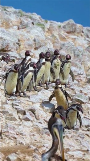 Paracas National Reserve: Where the Desert Meets the Ocean 🌊🇵🇪 #Shorts