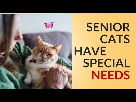 6 Essential Tips for Caring for Senior Cats 🐱