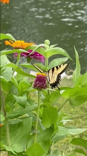 Eastern Tiger Swallowtail Butterfly!