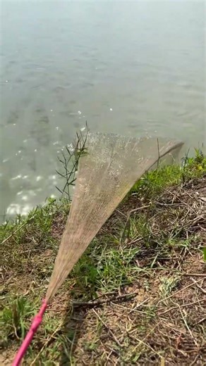 how to get catfish in fisch #fishing #net #fishingequipment