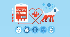 5 dúvidas sobre a doação de sangue para cães e gatos