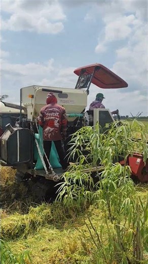 How to Operate a Combine Harvester Effectively #viral #farming #shortvideo #shorts #viralshorts #fyp