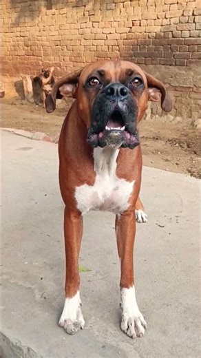 angry dog sound #shorts #dog #boxer #viral #boxer