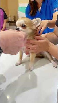 【ロングコートチワワ】予防注射にビビるティル！【子犬】