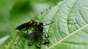 1+ Free Sawfly 4K & HD Stock Videos