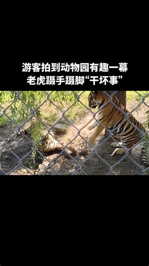 【Video】Recently at the Siberian Tiger Park in Harbin, Northeast China's Heilongjiang Province, a tiger tiptoed to prank its companion – who doesn’t have a mischievous friend or two? #Tiger #FunnyAnimal | Global Times