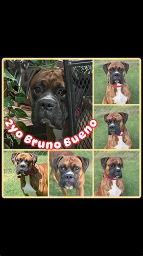 These are our current adoptable dogs! We have put them on an independence week sale and that didn't work. So how do we get these babies in homes? We are asking for your help! Share this reel, donate towards their adoption fees. We've had most of these babies for months and they are ready to make forever memories with their new families!! All of these guys are potty trained, leash trained and LOVE CAR RIDES and Pup cups! Reddirtboxerrescue.Com is where you'll find the application for adoption. Yo