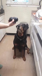 10K views · 280 reactions | #EMPTYONTARIOSHELTERS: This 10 year old Rottweiler found himself homeless at a local shelter. Impeccably behaved, even at the vets as per the video below, a lover of all people and toys, this whopping 125 pound gentle giant needs a new venue and a home to call his very own. Our quest for his utopia begins. Buckle up Rottie lovers, this is as special as special gets. Please welcome. Admiral, to our rescue. | TEAM Dog Rescue | Facebook