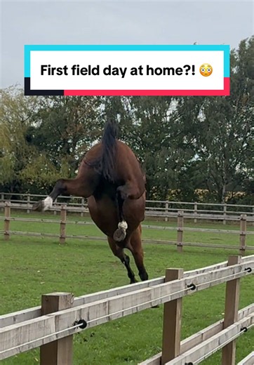 I think you could say they like their new home 😆😍 @Sandstorm Equestrian (Sorry it’s taken me so long to get this video out - it’s been a crazy week 😜) #horsegirl #equestriantiktok #equestrian #abcxyz #fyp