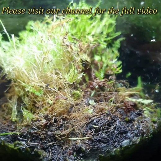 Ecosphere Terrarium - 3rd Year Maintenance #shorts #short