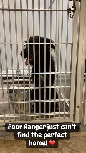 ❤️RESCUED GREENVILLE TEXAS—Poor 10 month old labradoodle Ranger in cage #13 has been brought into this shelter THREE TIMES NOW! He is an incredibly sweet boy but he’s a puppy who’s both a lover and a jumper and he will need someone who can work with him on that! He is up to date on shots, microchipped, already neutered and totally house-trained so his fee is only $7 but somehow no one thinks his life is worth $7…The last lady who returned him said he was the perfect dog but it was her other dogs