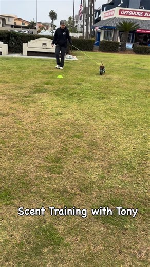  Tony’s First Day with Anise & Scent Training!  Today was Tony’s...