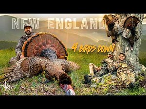 4 Turkeys Down!! HUNTING New England
